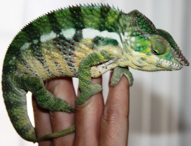 Pantherchamäleon Ambilobe mänlich Nz 11 - Reptilien - Dornhan