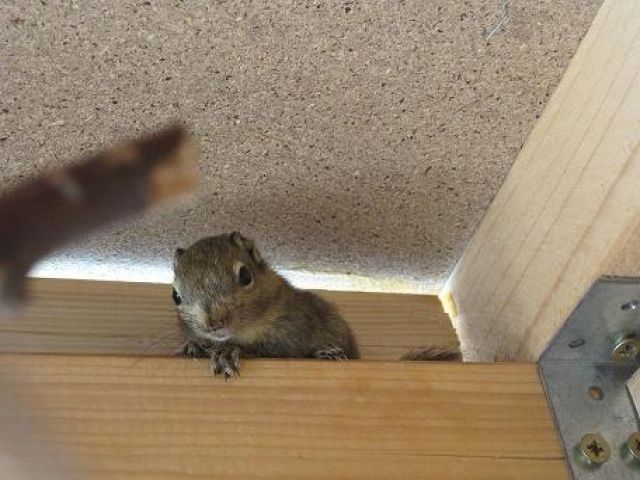 Junge Streifenhörnchen chin. Baumstreifenhörnchen Tamiops Swinhoei - Sonst Nagetiere - Gemmingen
