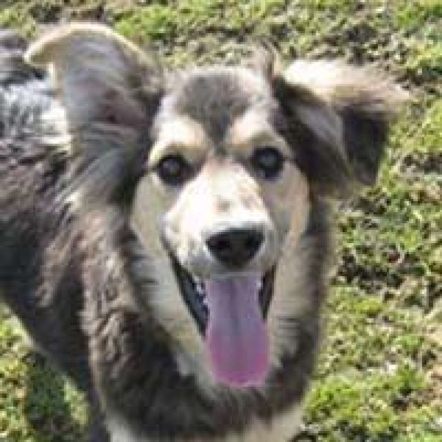 Hunde Kleinanzeigen Hunde Annoncen Hunde Inserate Hunde