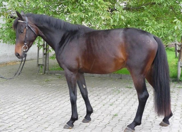 Individueller Reitunterricht in Privatstall/Reitbeteiligung - Reitbeteiligung - Neufahrn bei Freising/München