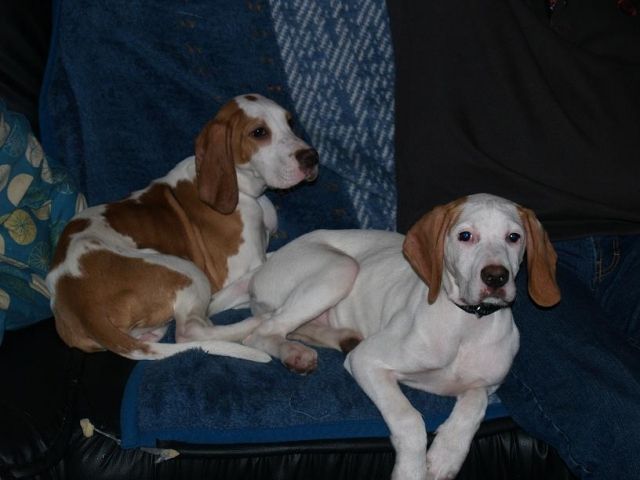 Jagdhundmixwelpen suchen liebevolles Zuhause - Hunde - Flensburg