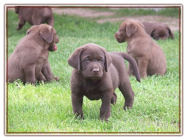 LabradorRetriever Welpen vom Thüringer Wald suchen ab dem 07.11.08 ein
