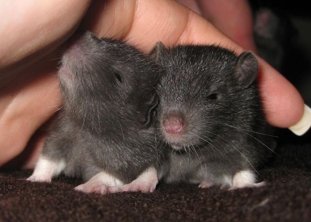 5 kleine Rattenkinder suchen eine liebevolle Hand - Ratten - Berlin