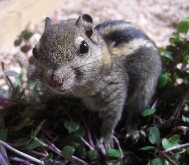 Baumstreifenhörnchen / Tamiops Swinhoi - Sonst Nagetiere - Elsdorf 