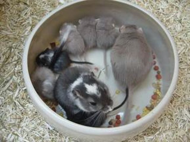 Viele bunte Wüstenrennmäuse in Dornburg-Frickhofen abzugeben    - Maeuse - Dornburg-Frickhofen