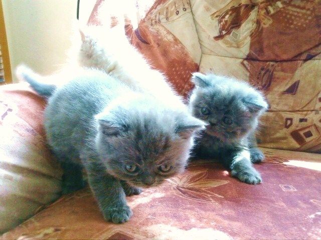 BKH Kätzchen in blau und in creme - Katzen - R-Paulick Str.