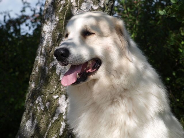 Pyraenäenberghund Welpen - Hunde - Dittelsheim-Hessloch