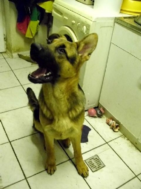 DSH Rüde abzugeben - Hunde - Dalheim