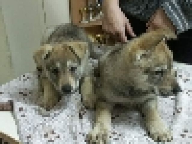 Tschechoslowakische wolfshunde - Hunde - timisoara