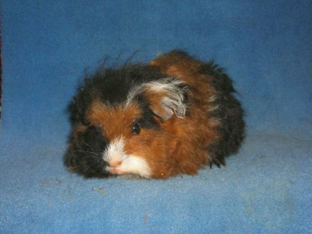 Texelmädels - Meerschweinchen - Dessau