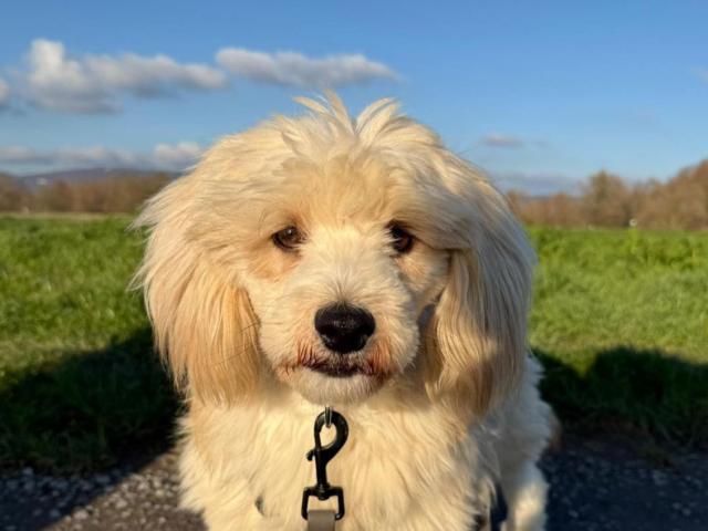 Feyre braucht ein ruhiges Umfeld ohne großen Trubel - Hunde - Nova Bana