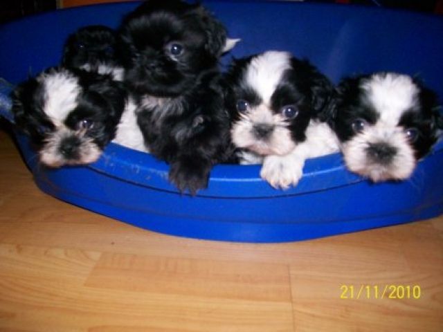 Shih Tzu Welpen - Hunde - Langstedt