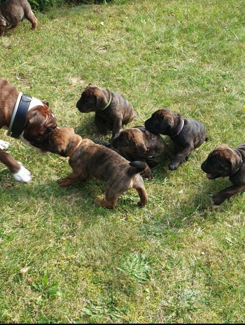 Knautschkugeln suchen ein zu Hause  - Hunde - Springe 