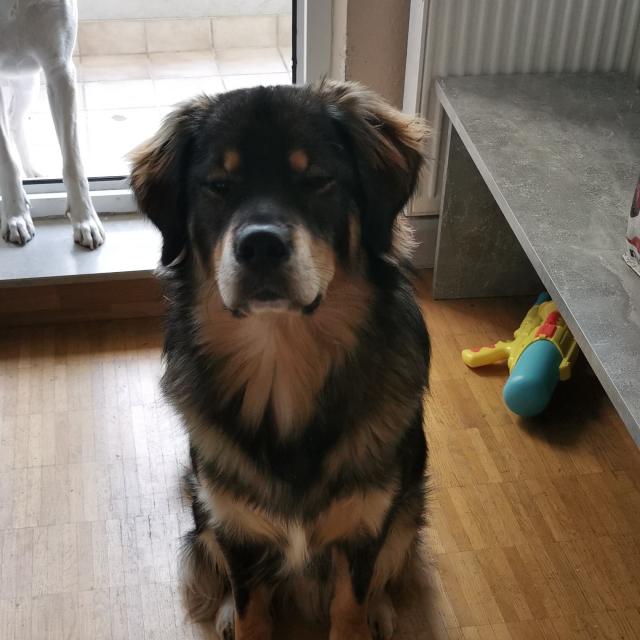 Mischling 1 Jahr Labrador Sennen Husky mix