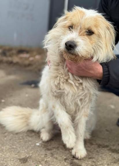 Sella - Liebe verlassene Sella sucht neues Zuhause - Hunde - Königsbach-Stein 