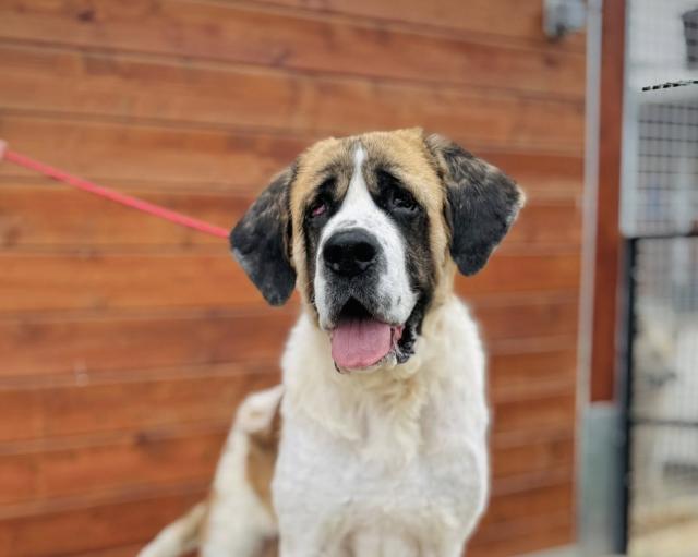 Boudicca - sanfte und unkompliziert - Hunde - Nova Bana