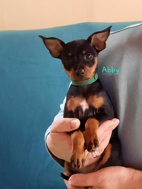 Zwergpinscher Weibchen  - Hunde - Steinbergkirche