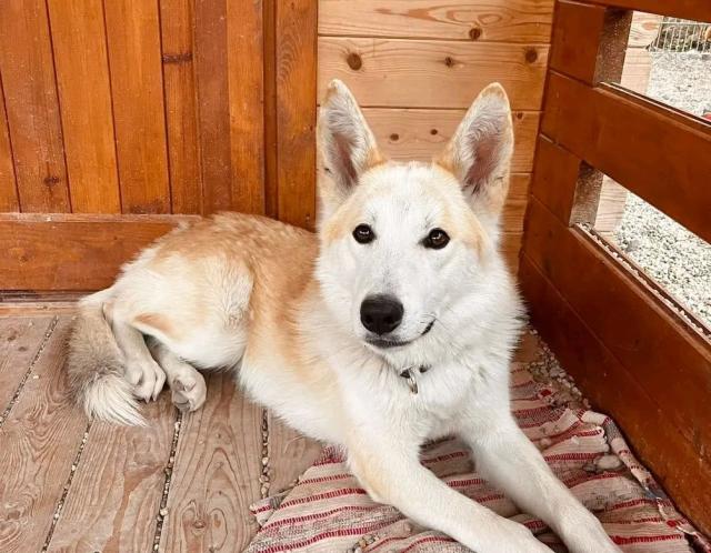 Bella Abíní - schüchtern, freundlich, aktiv - Hunde - Nova Bana