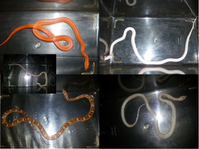 Wunderschöne Kornnattern in gute Hände zu geben - Reptilien - Untermeitingen