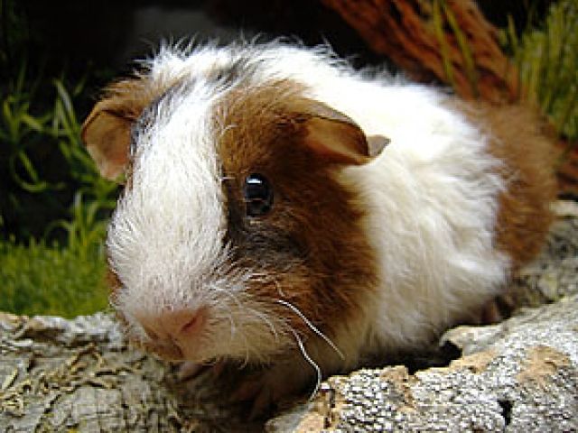 Meerschweinchen weibl suchen dringend eine neue Familie  - Meerschweinchen - Hagen