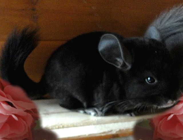 Bildschöne Chinchillas umst.h. günstig - Sonst Nagetiere - Fürstenzell