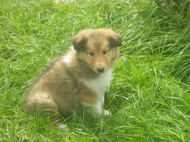 Colliewelpen - Hunde - Ihlienworth