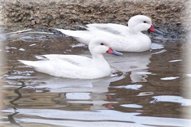 Bahamaenten silber - Nutztiere - Lichtenau