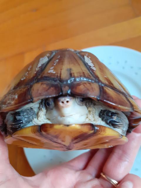 Wasserschildkröte / Klappschildkröte/ kinosternon cruentatum - Reptilien - Legau