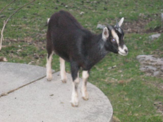Kleintiermarkt /Ziegen - Nutztiere - Wilsdruff