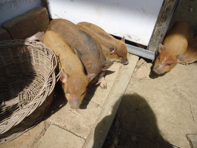 10 Minischweine suchen neues zu Hause - Nutztiere - Marklkofen