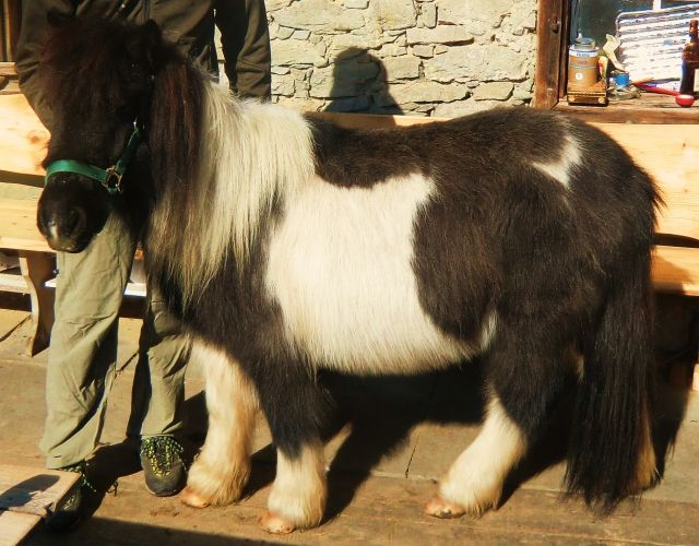 Shetlandponystute  zu verkaufen - Pferde - Weiler Simmerberg