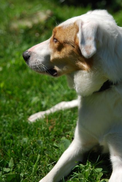 Suche ein Neues zu Hause... - Hunde - Berlin