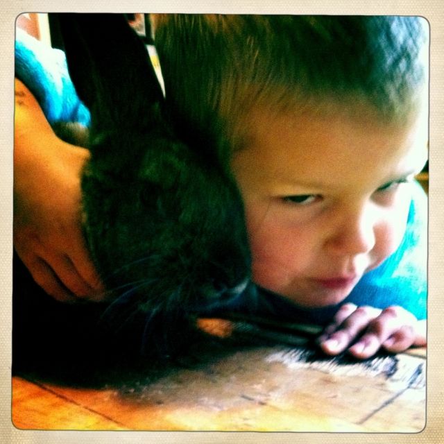 Kaninchen abzugeben  - Hasen Kaninchen - München