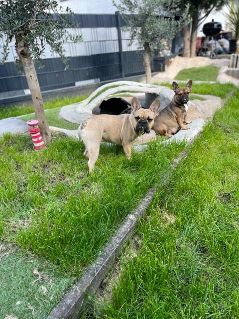 Französische Bulldoggen Welpen in liebevolles Zuhause abzugeben  - Hunde - Rockenhausen 