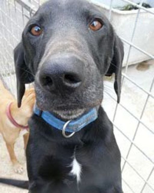 BLACKIE - liebenswerter Labrador Mix - Hunde - Berlin