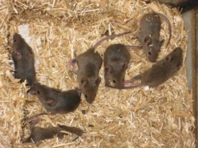 Farbmäuse abzugeben - Maeuse - Hagen