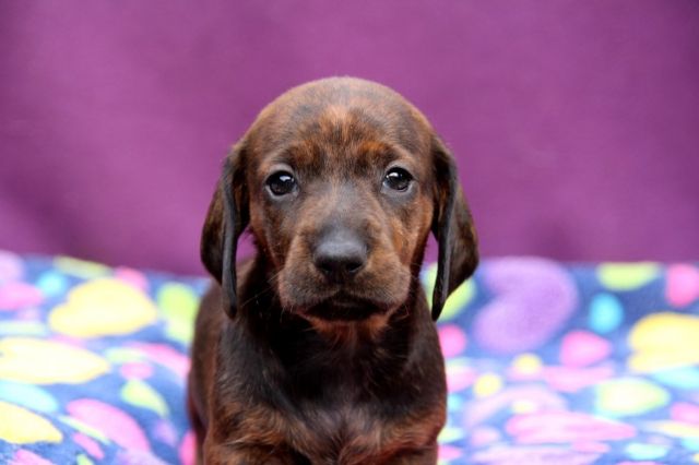 Standard-Kurzhaarwelpen in rot und rot-gestromt - Hunde - Neunkirchen-Seelscheid