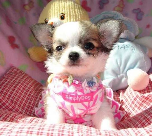 Typvolle Chihuahua Welpen mit Ahnentafel. - Hunde - Mannheim 