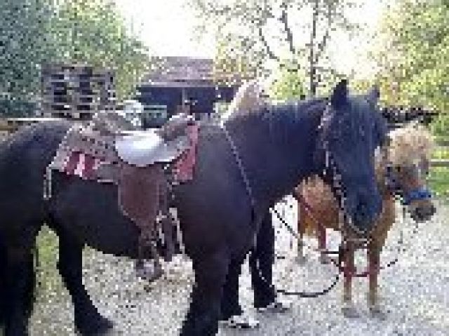  Reitbeteiligung auf Friesenmix und Fellpony gesucht - Reitbeteiligung - Unterwössen