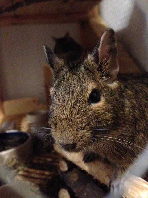 2 Degu Damen suchen ein neues Zuhause - Nagetiere Allgemein - Ockenfels