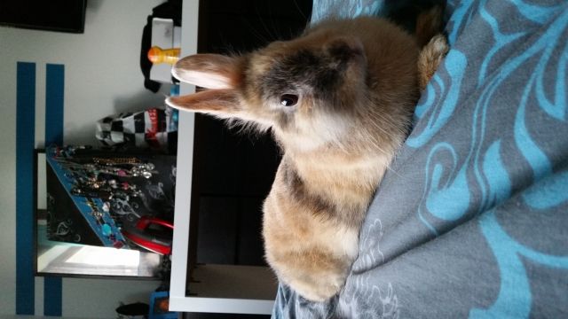 Zwergkaninchen 1 Jahr alt - Hasen Kaninchen - Kierspe