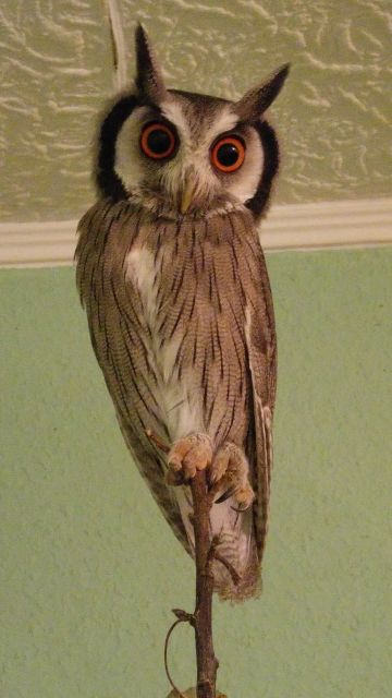 SUCHE: 1,0 Weissgesichtseule oder 1,1 Weissgesichtseulen - Voegel - Fredersdorf-Vogelsdorf