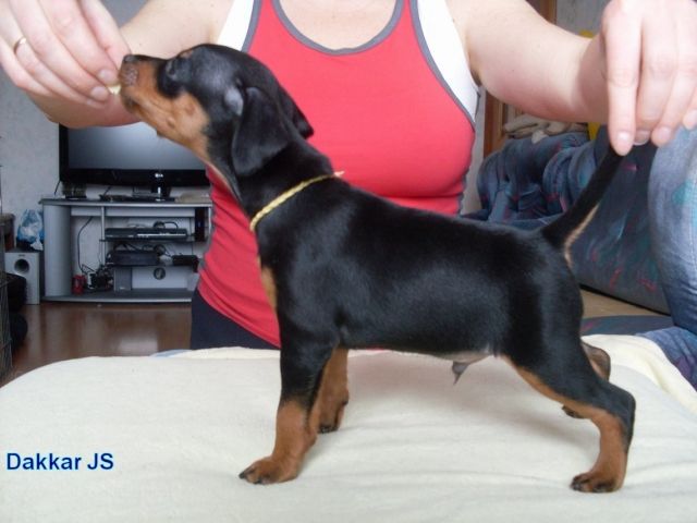 Wunderschone  Zwergpinscher Welpen - Hunde - Berlin