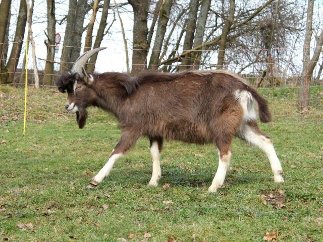 TWZ Thüringer Waldziege Bock 1 Jahr alt - Sonstige Nutztiere - Siegen