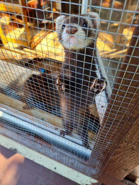 Frettchen aus eigener Zucht abzugeben - Frettchen - Oer-Erkenschwick