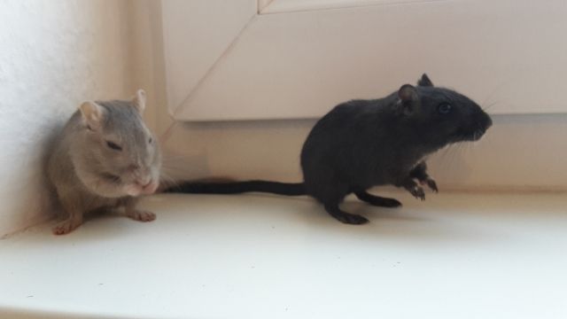 2 Rennmaus-Schwestern  - Maeuse - Neustrelitz