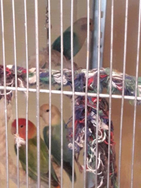 10 Unzertrennliche  - Voegel - Bergen