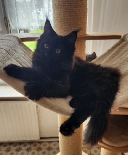 Tolle Maine Coon kitten mit Stammbaum aus seriöser Zucht  - Katzen - Bad Berleburg 