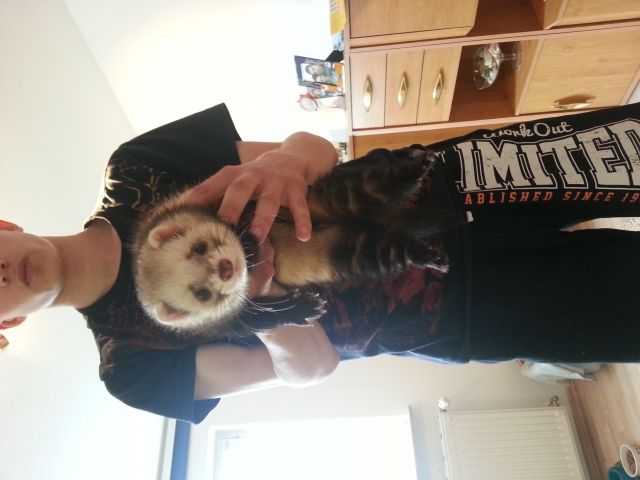 Verkaufe Frettchenrüden - Frettchen - Magdeburg