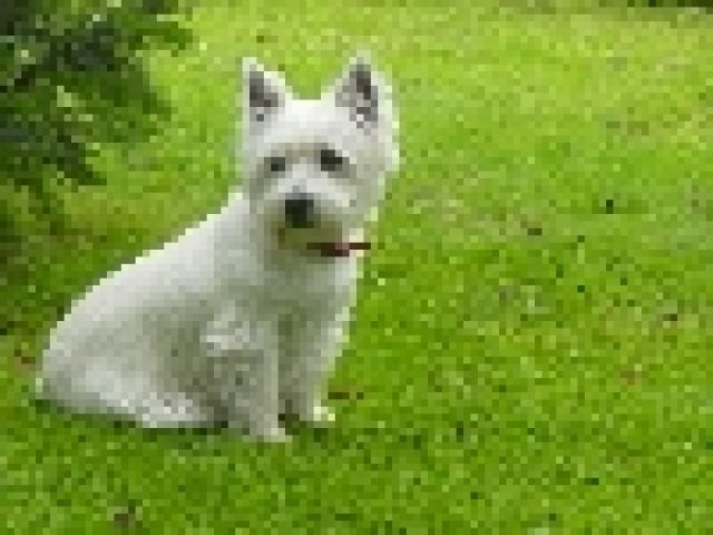 Wer hat Sally gesehen? - Entlaufen Zugelaufen - 